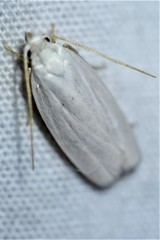 Antaeotricha floridella