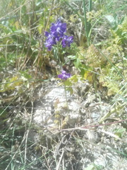 Delphinium pentagynum