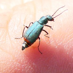 Anthomalachius spinosus