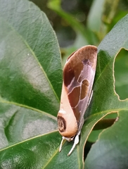 Westermannia nobilis