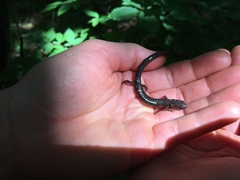 Plethodon nettingi