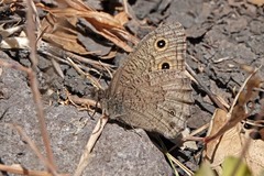 Cercyonis sthenele