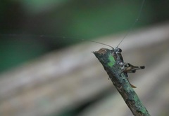 Lipotactes maculatus