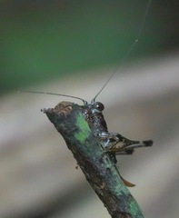 Lipotactes maculatus