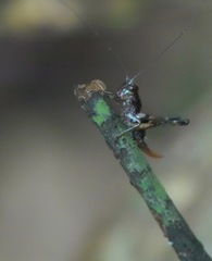 Lipotactes maculatus