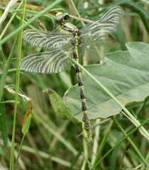 Phanogomphus militaris