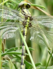 Phanogomphus militaris