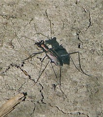 Odontocheila chrysis