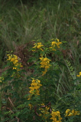 Crotalaria macrocarpa