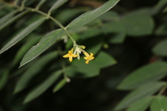 Englerodaphne