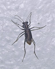 Odontocheila chrysis
