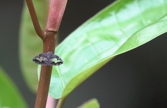 Ricanoptera fenestrata