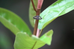 Ricanoptera fenestrata