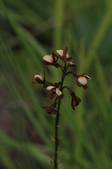Eulophia tenella