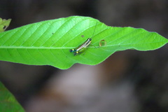 Meltripata picta
