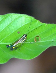Meltripata picta