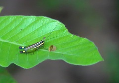 Meltripata picta