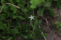 Oxygonum dregeanum