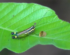 Meltripata picta