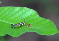 Meltripata picta