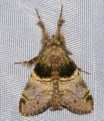 Mpanjaka cyrtozona
