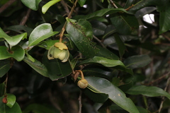 Uvaria caffra