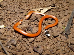 Reinhardt's Burrowing Snake photo 3