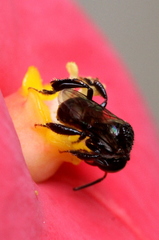 Tetragonula