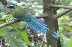 Momotus aequatorialis