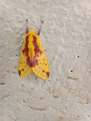 Symphlebia distincta