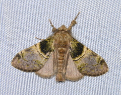 Mpanjaka cyrtozona