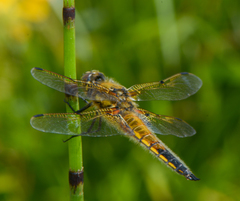 Libellula quadrimaculata