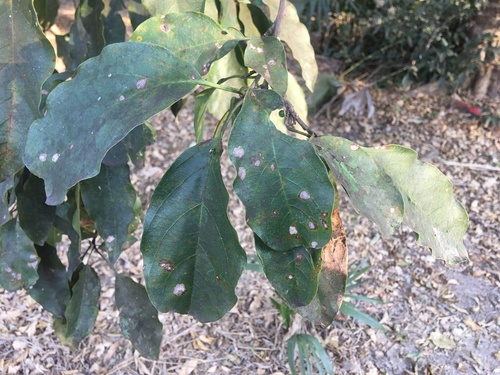 Gallesia integrifolia, photograph 4