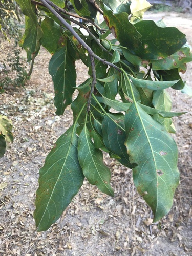 Gallesia integrifolia, photograph 5