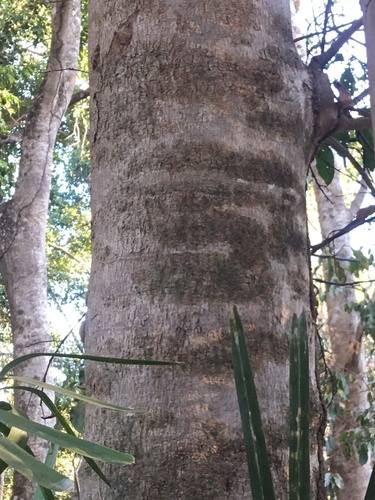 Gallesia integrifolia, photograph 6