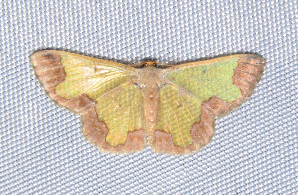 Zamarada oxybeles
