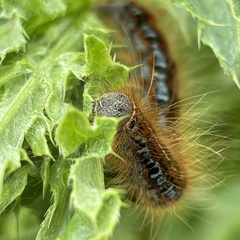 Malacosoma castrense