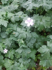 Geranium × oxonianum
