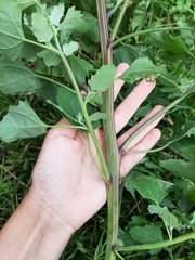 Chenopodium album