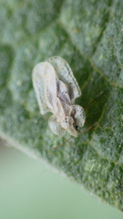 Corythucha immaculata