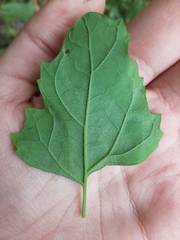 Chenopodium album