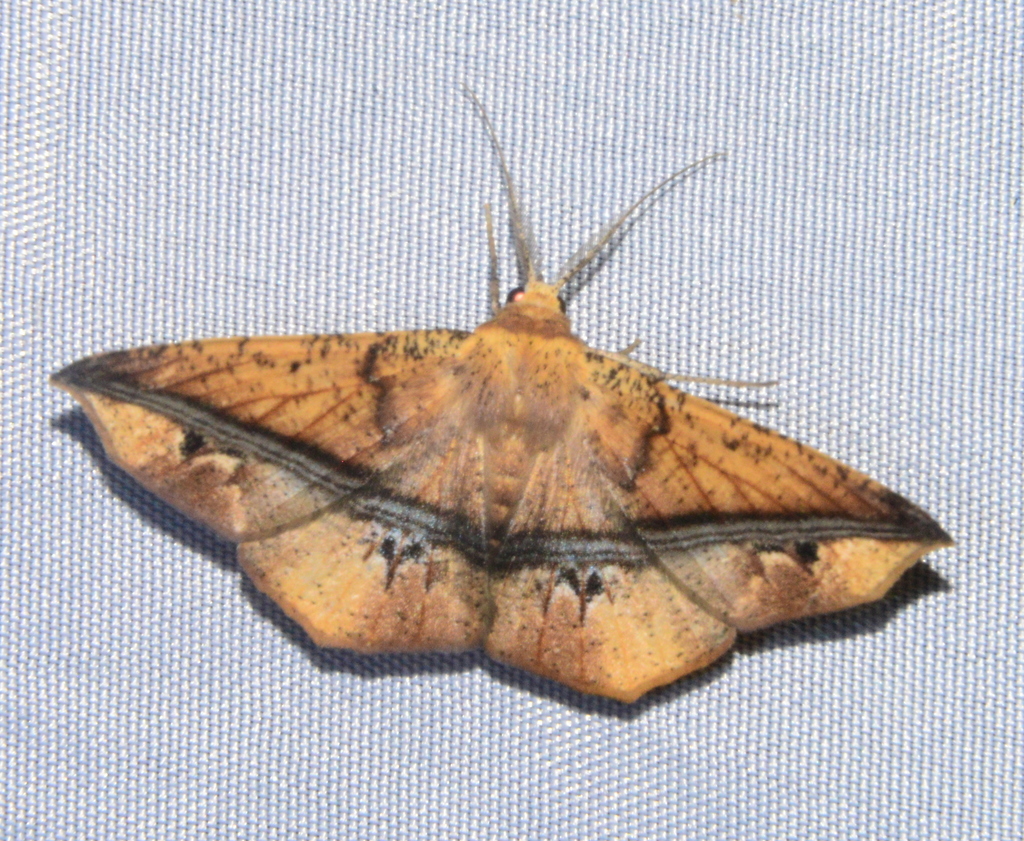Psilocerea