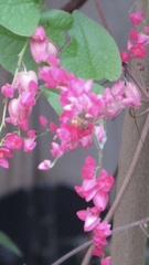 Antigonon leptopus