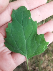 Chenopodium album