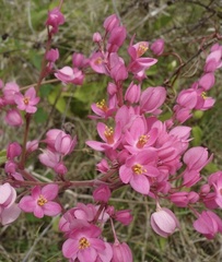 Antigonon leptopus