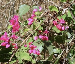 Antigonon leptopus