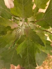 Chenopodium album