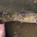 Flathead Catfish - Photo (c) indianaspeciesfishing, some rights reserved (CC BY-NC), uploaded by indianaspeciesfishing