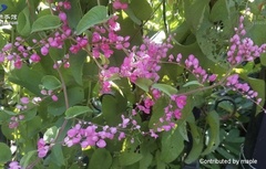 Antigonon leptopus