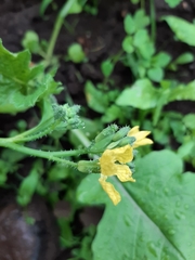 Raphanus raphanistrum